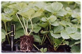 strawberry plants